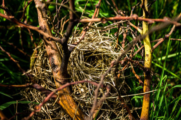 Bird's nest