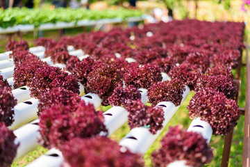 Organic hydroponic vegetable cultivation © nipastock