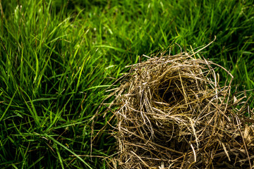 Bird's nest