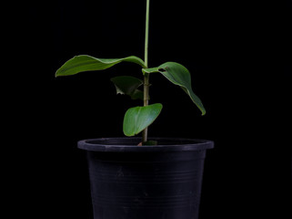 Peristylus, orchid.