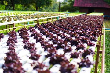 Organic hydroponic vegetable cultivation