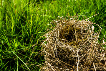 Bird's nest