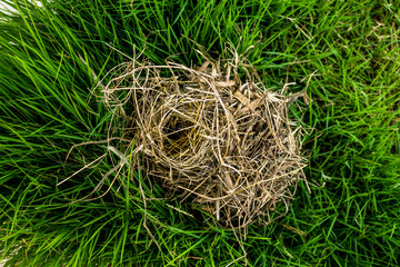 Bird's nest