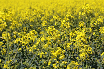 Yellow flowers winter cress