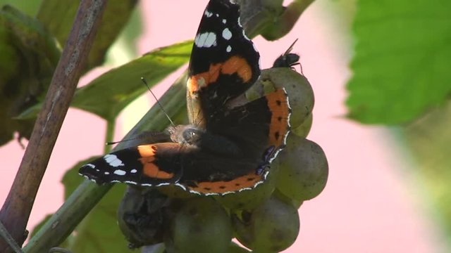 Ein Schmetterling (Admiral) teilt sich die Weinbeere mit einer Fliege (Makroaufnahme)