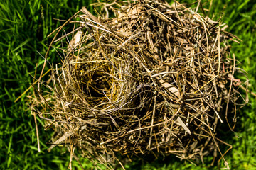 Bird's nest