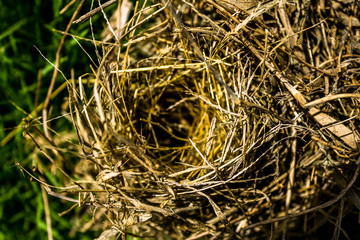 Bird's nest
