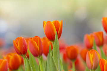 tulips in the flower garden