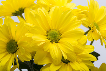 Close up of the yellow chrysanthemum flowers
