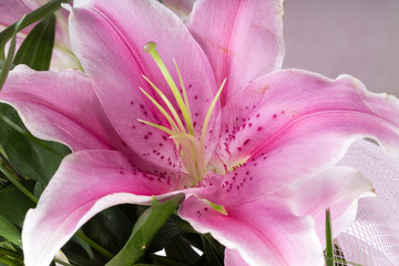 Close up of pink lily flower