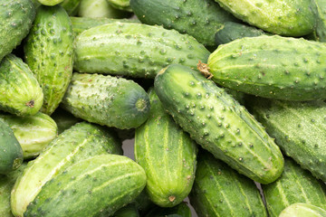 a lot of young cucumbers as background