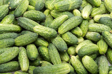 a lot of young cucumbers as background