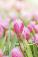 tulips in the flower garden