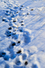 Obraz premium Paw prints in snow