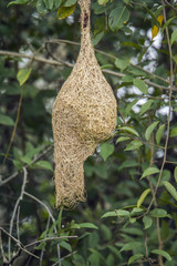 Baya Weaver in Minneriya national park, Sri Lanka