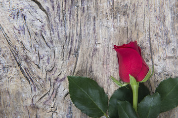 Red rose for Valentine's day