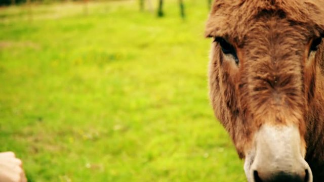 Beautiful brown donkey at the farm