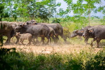 buffalo herd, animals mammals