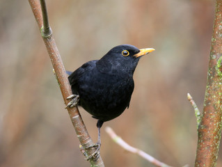 Männliche Amsel auf einem Zweig