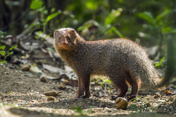 Grey Mongoose in Minneriya national park, Sri Lanka