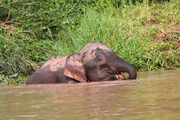 Fototapeta premium Borneo Pygmy Elephant (Elephas maximus borneensis)