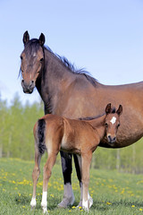 Bay Mare with few week old Foal at pasture.