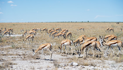 Etosha park