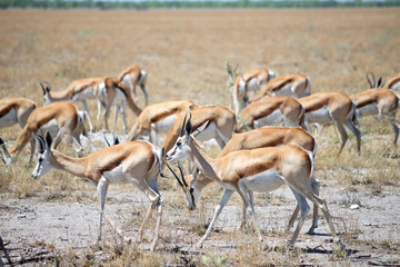 Etosha park