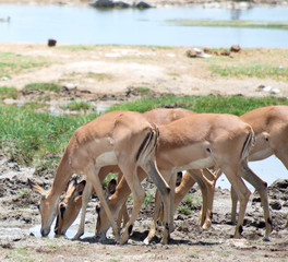 drinking antelopes