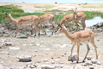 antelopes impala
