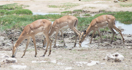 drinking antelopes