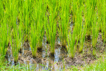 Young rice sprout ready to growing
