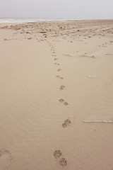 big cat track