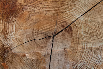 Fototapeta premium Wood texture of cut tree
