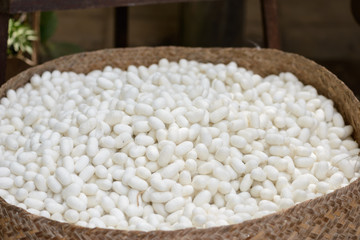 Sericulture and silk thread