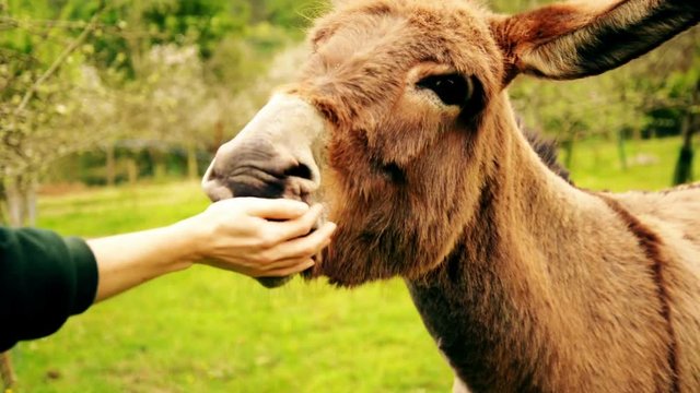 Beautiful brown donkey at the farm