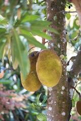 Jackfruit (Artocarpus heterophyllus) Madagascar
