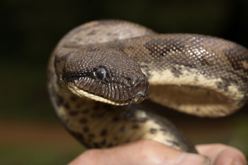 Obraz premium madagascar tree boa, Sanzinia madagascariensis