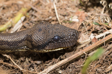 madagascar tree boa, Sanzinia madagascariensis