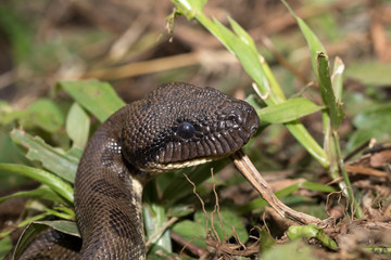 Obraz premium madagascar tree boa, Sanzinia madagascariensis