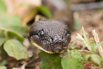 madagascar tree boa, Sanzinia madagascariensis