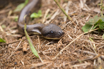 madagascar tree boa, Sanzinia madagascariensis