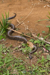 madagascar tree boa, Sanzinia madagascariensis