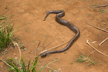 madagascar tree boa, Sanzinia madagascariensis