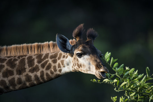 Cape giraffe eating fresh leaves, Hluhluwe Imfolozi Park, South Africa