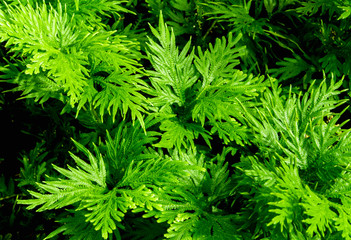 Freshness green of Selaginella involvens fern