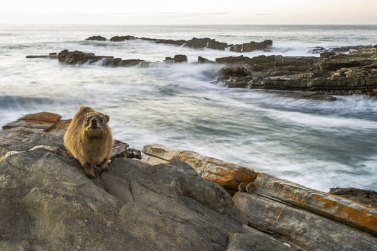 Sunning Rock Hyrax