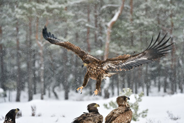 Eagle approaching, eagle arrival, eagle landing. Bird of prey: White-tailed eagle. © Erik Mandre
