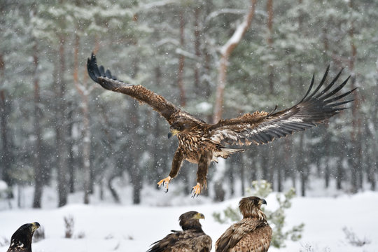 Eagle approaching, eagle arrival, eagle landing. Bird of prey: White-tailed eagle.