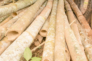 Dendrocalamus for Activated Charcoal